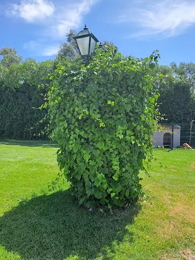 Topiária de trepadeira em forma de coluna junto a um candeeiro de jardim